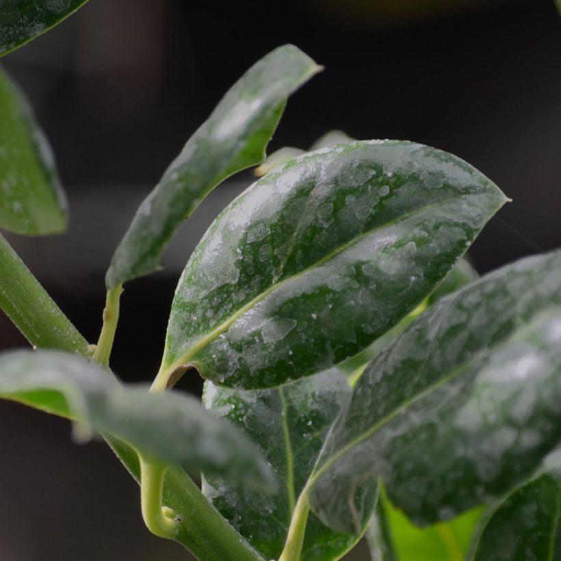 Houx d'ornement - Ilex Nellie R. Stevens (Feuillage)