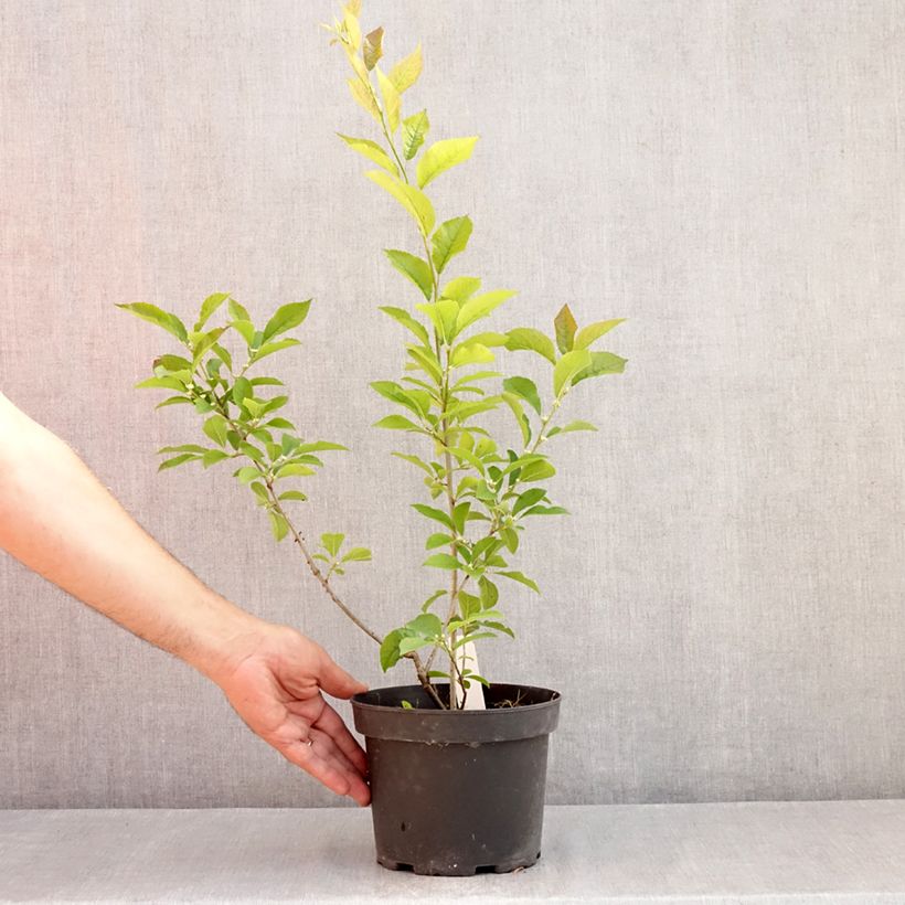Spécimen de Ilex verticillata - Houx verticillé Pot de 3L/4L tel que livré en été