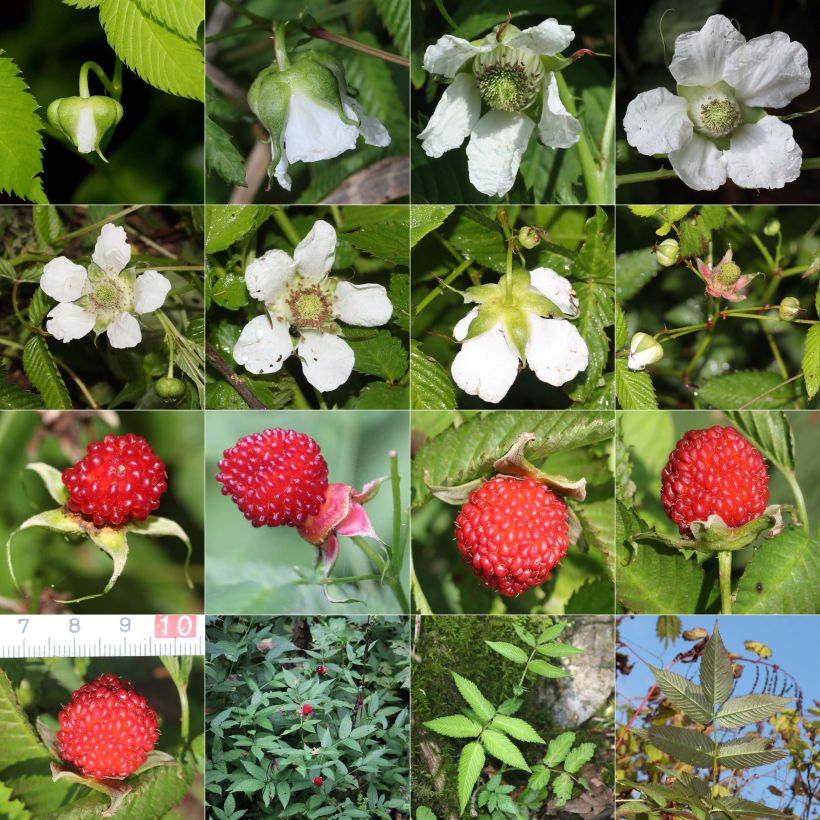 Rubus illecebrosus - Framboisier fraise japonais (Récolte)