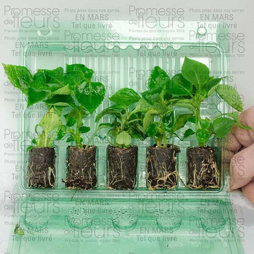 Exemple de spécimen de Impatiens walleriana double saumon Mini-motte 4 cm tel que livré