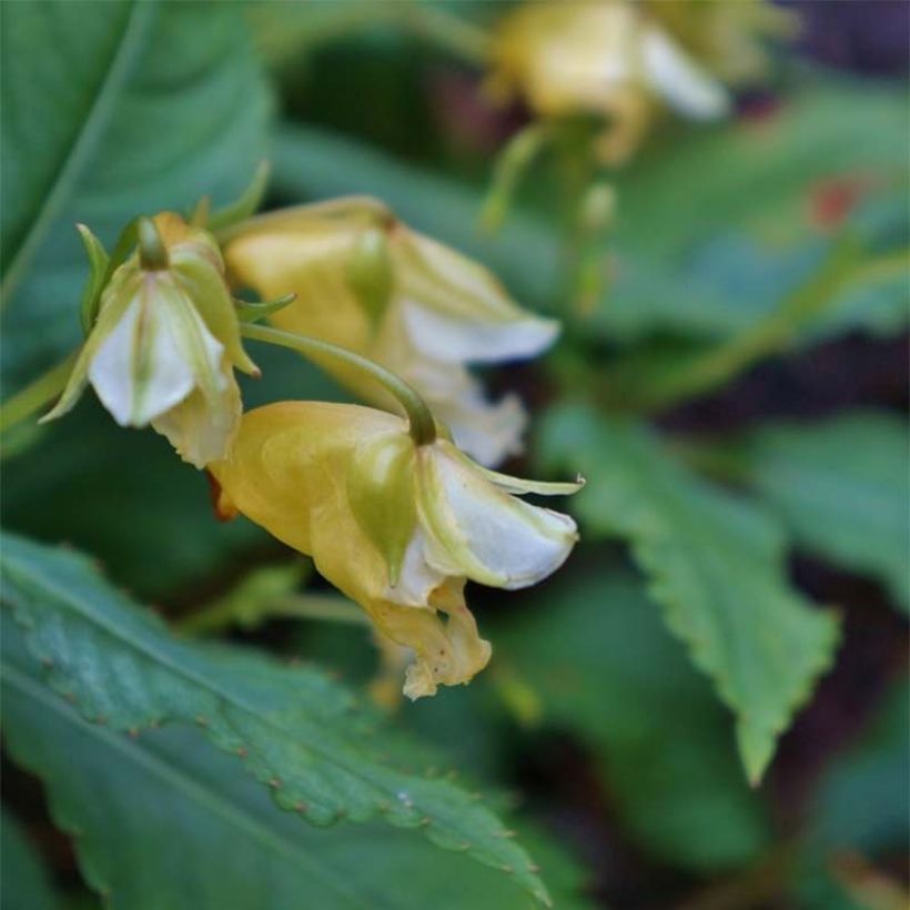 Impatiens omeiana Ice Storm - Impatiens vivace (Floraison)