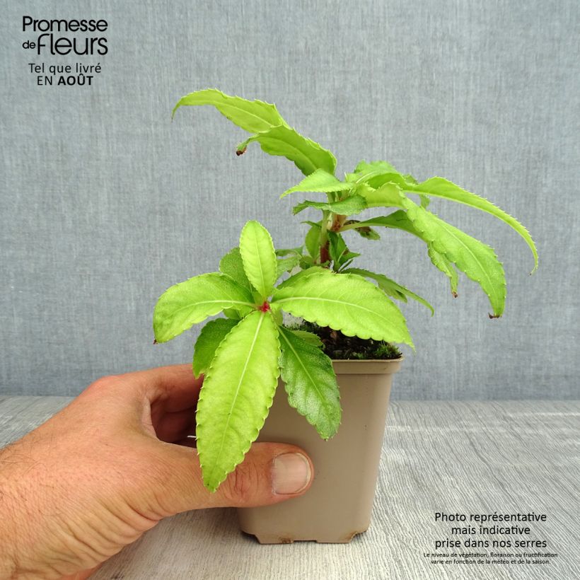 Spécimen de Impatiens omeiana Ice Storm - Impatiens vivace Godet de 8/9 cm tel que livré en été