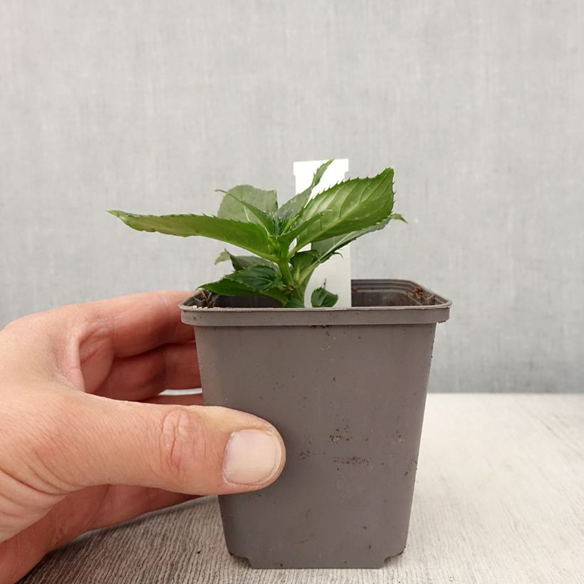 Spécimen de Impatiens SunPatiens compact Blanc - godet de 8/9cm tel que livré au printemps