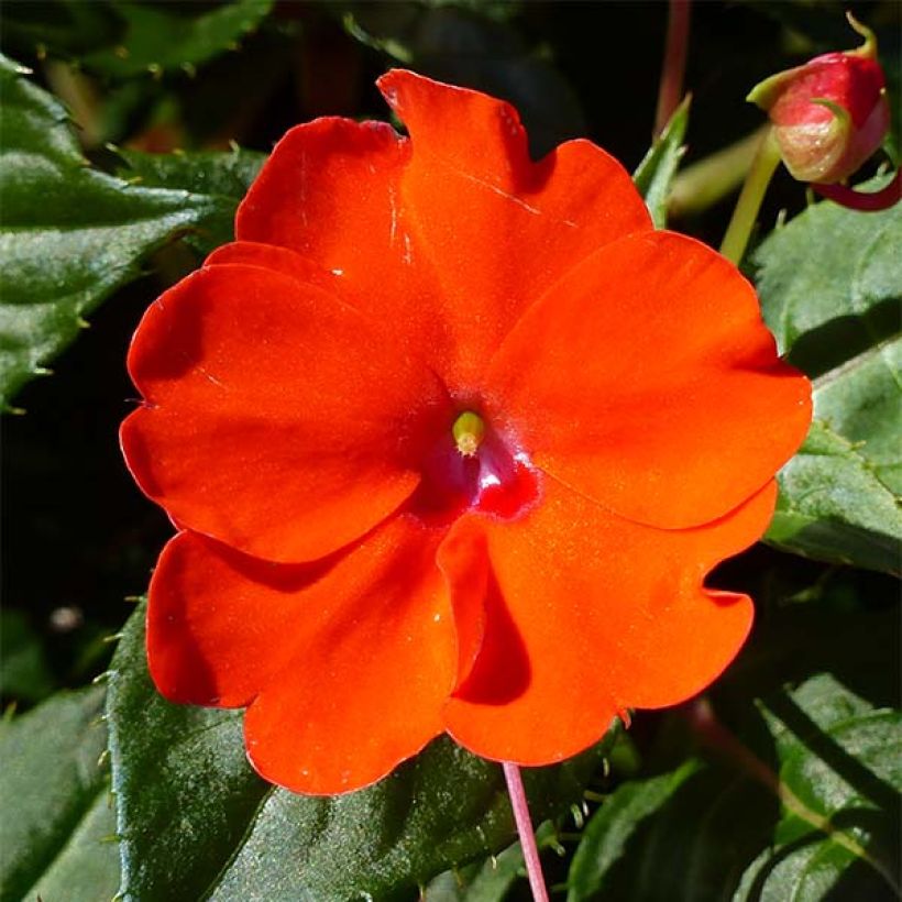 Impatiens Sunpatiens Compact Electric Orange (Floraison)