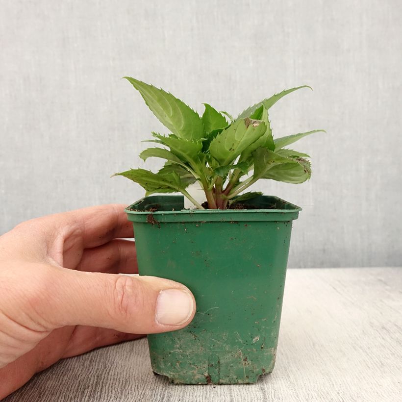 Spécimen de Impatiens Sunpatiens Compact Electric Orange - godet de 8/9cm tel que livré au printemps