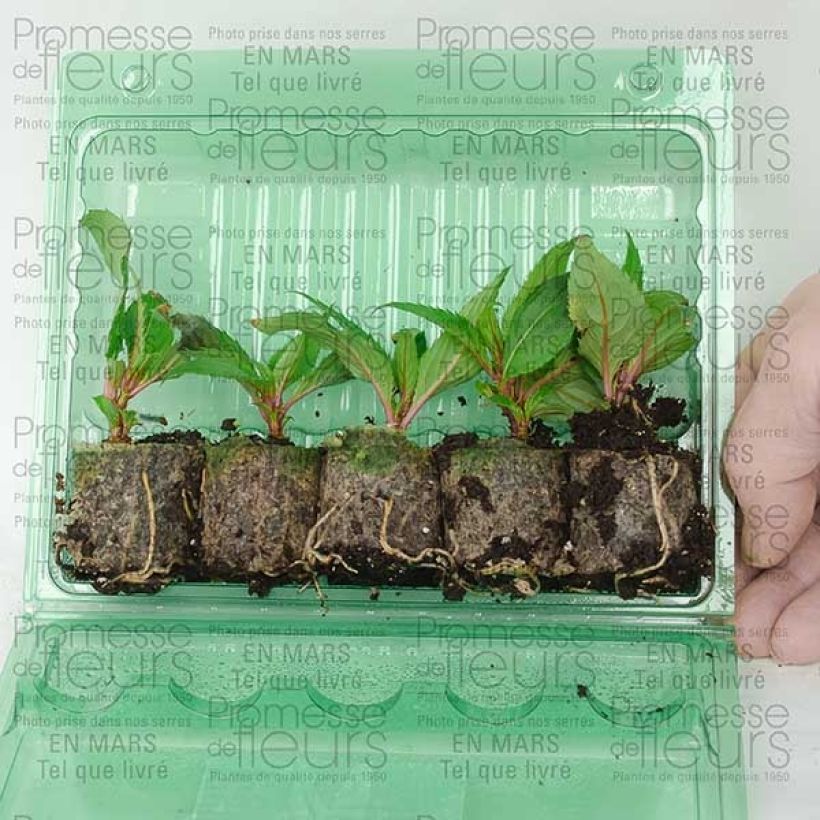 Exemple de spécimen de Impatiens SunPatiens Compact Purple - godet de 8/9cm tel que livré