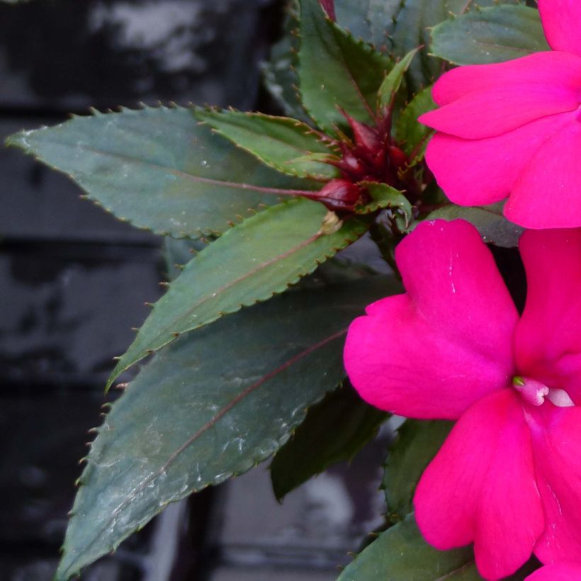 Impatiens SunPatiens Compact Purple (Feuillage)