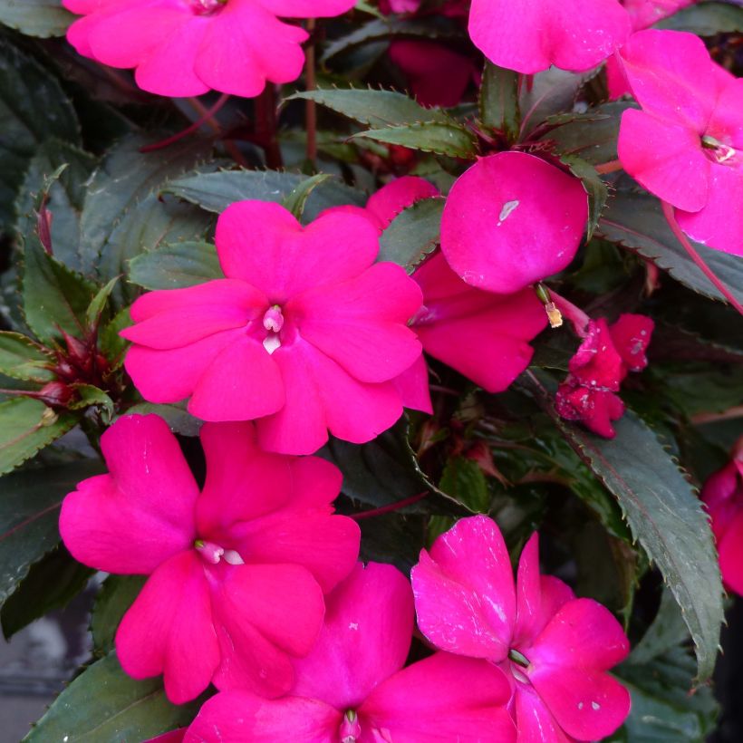 Impatiens SunPatiens Compact Purple (Floraison)