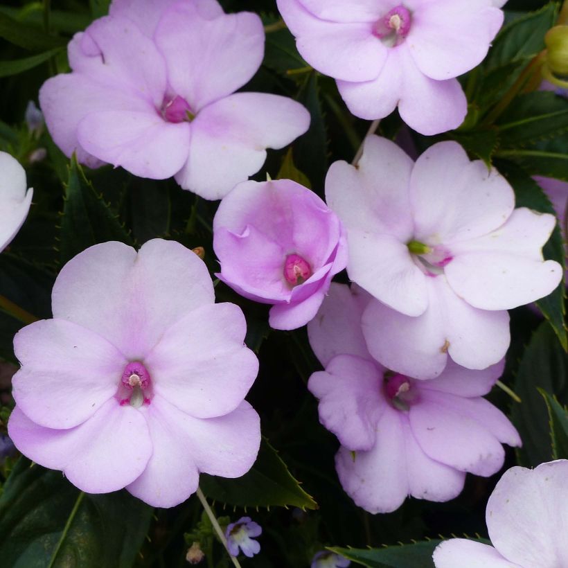 Impatiens SunPatiens Compact Orchid Blush (Floraison)