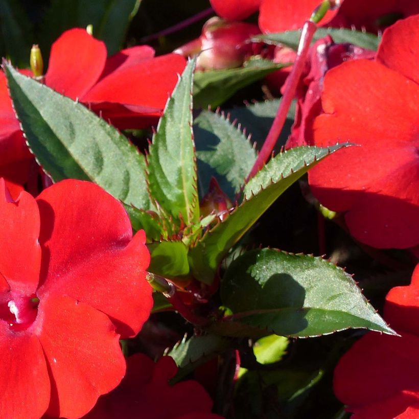 Impatiens SunPatiens Compact Red (Feuillage)