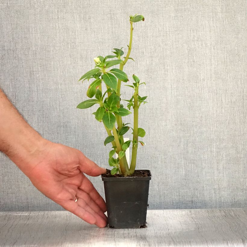 Spécimen de Impatiens SunPatiens Vigorous Clear White Mini-mottes Godet de 8/9 cm tel que livré en été