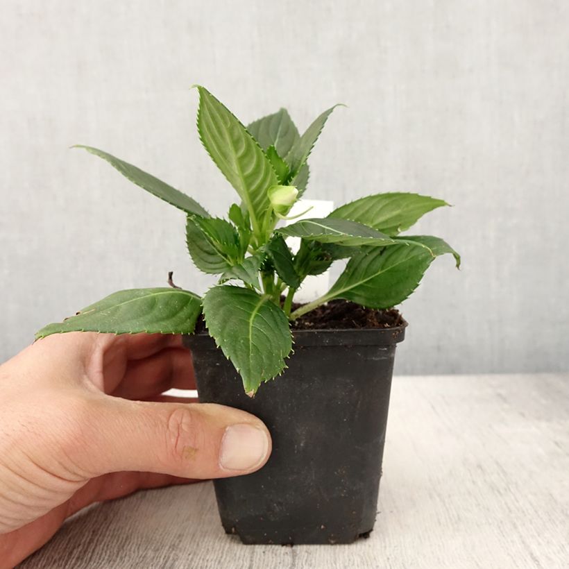 Spécimen de Impatiens SunPatiens Vigorous Clear White Mini-mottes Godet de 8/9 cm tel que livré au printemps
