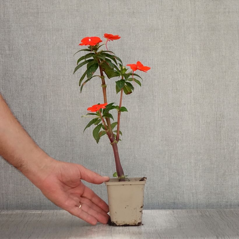 Spécimen de Impatiens SunPatiens Vigorous Orange Mini-mottes Godet de 8/9 cm tel que livré en été