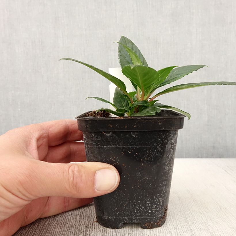 Spécimen de Impatiens SunPatiens Vigorous Orange Mini-mottes Godet de 8/9 cm tel que livré au printemps