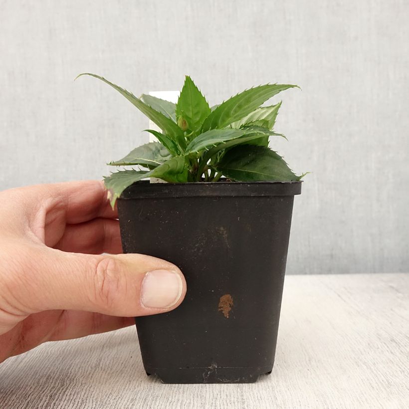 Spécimen de Impatiens Sunpatiens Vigorous Scarlet Mini-mottes Godet de 8/9 cm tel que livré au printemps