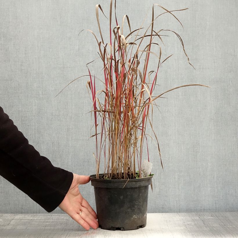 Spécimen de Imperata cylindrica Red Baron Pot de 2L/3L tel que livré en automne