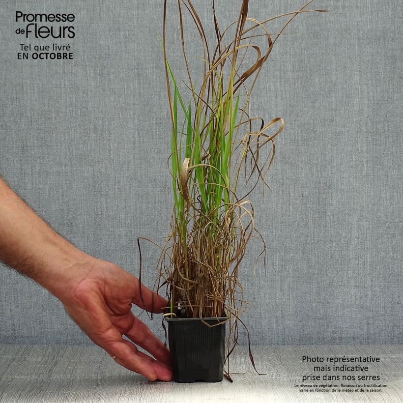 Spécimen de Imperata cylindrica Red Baron Godet de 8/9 cm tel que livré en automne