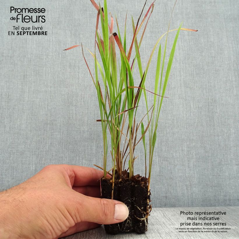 Spécimen de Imperata cylindrica Red Baron - Mini-motte Ø 3/4 cm tel que livré en automne