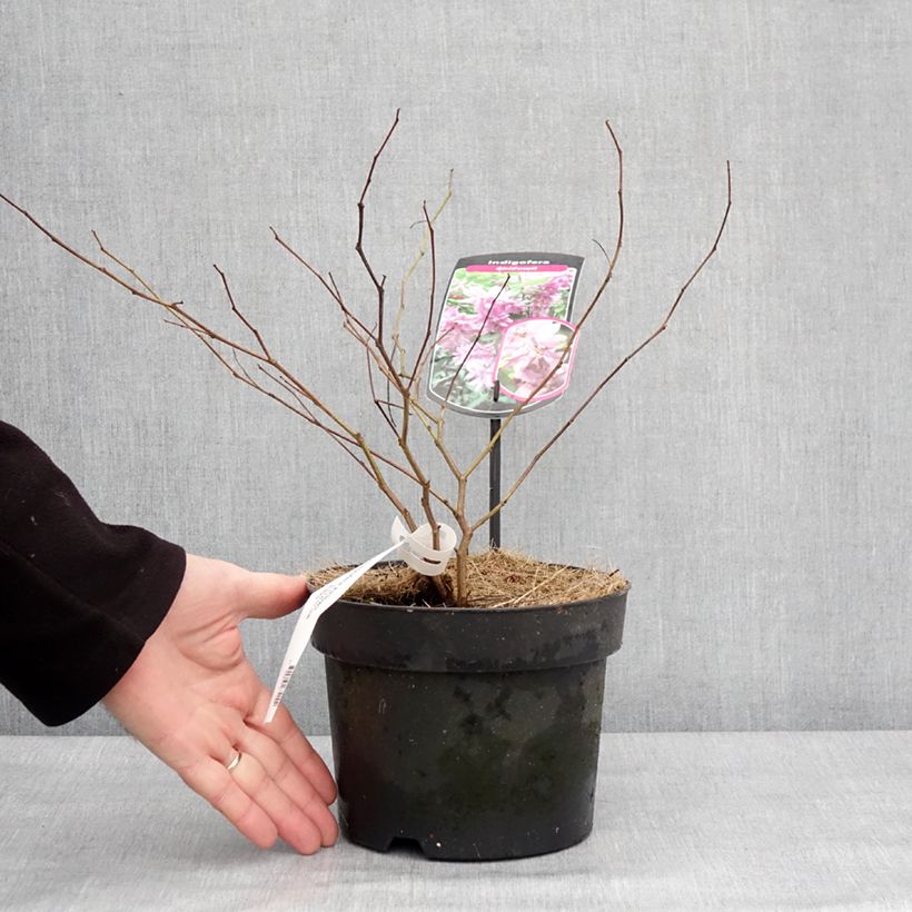 Spécimen de Indigofera kirilowii - Indigotier de Kirilov Pot de 2L/3L tel que livré en hiver