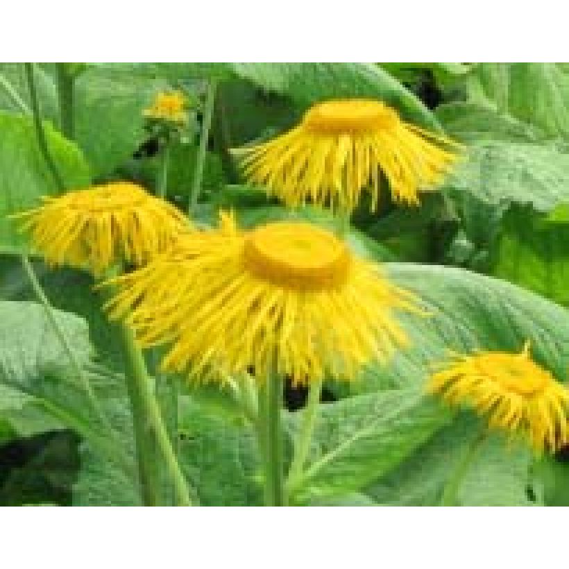 Inula magnifica (Floraison)