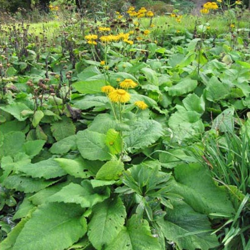 Inula magnifica (Port)