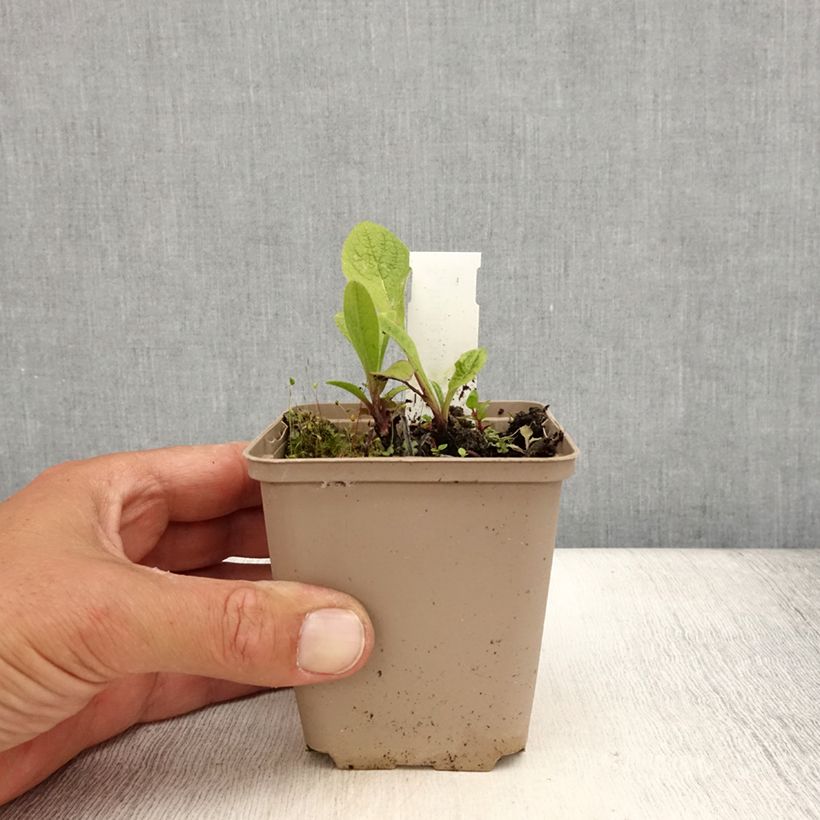 Spécimen de Inula orientalis - Aunée orientale Godet de 8/9 cm tel que livré en été