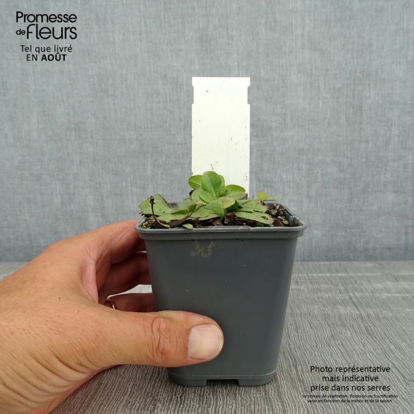 Spécimen de Inula rhizocephala Godet de 8/9 cm tel que livré en été