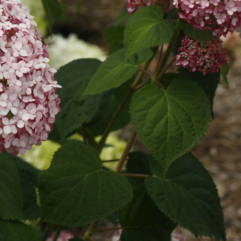 Hortensia arborescens Sweet Annabelle (Feuillage)