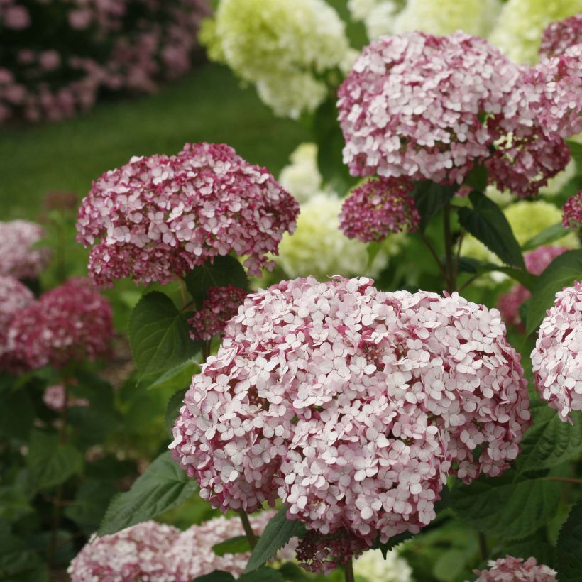 Hortensia arborescens Sweet Annabelle (Floraison)