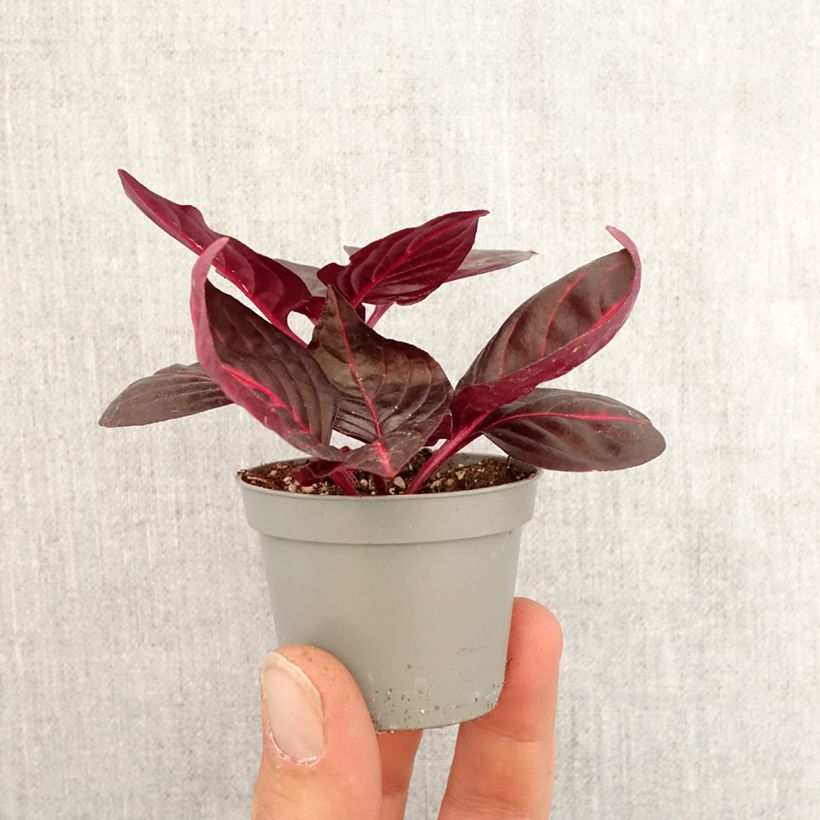 Spécimen de Iresine herbstii Bloodleaf Mini-plante tel que livré au printemps