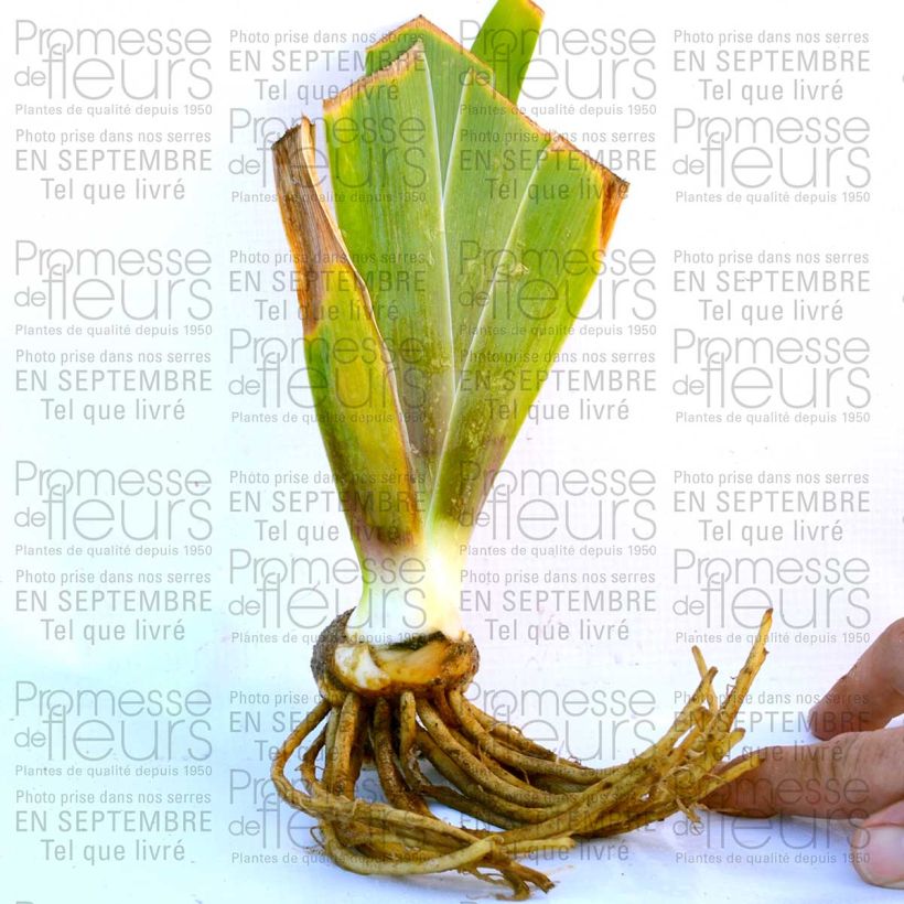Exemple de spécimen de Iris germanica Laced Cotton - Zurich Rhizome ou godet tel que livré