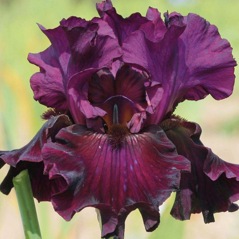 Iris germanica Raspberry Wine (Floraison)