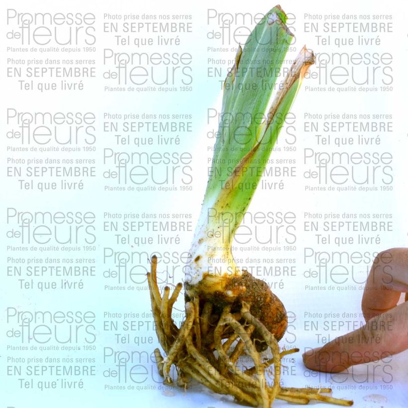 Exemple de spécimen de Iris germanica Raspberry Wine Rhizome ou godet tel que livré