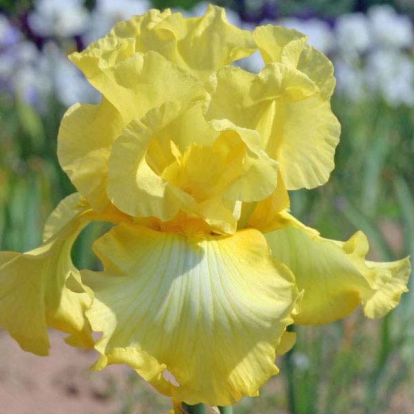 Iris germanica Rising Moon (Floraison)