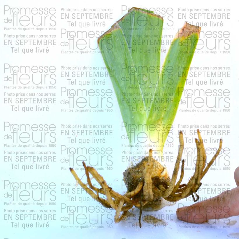 Exemple de spécimen de Iris germanica Rising Moon Rhizome ou godet tel que livré