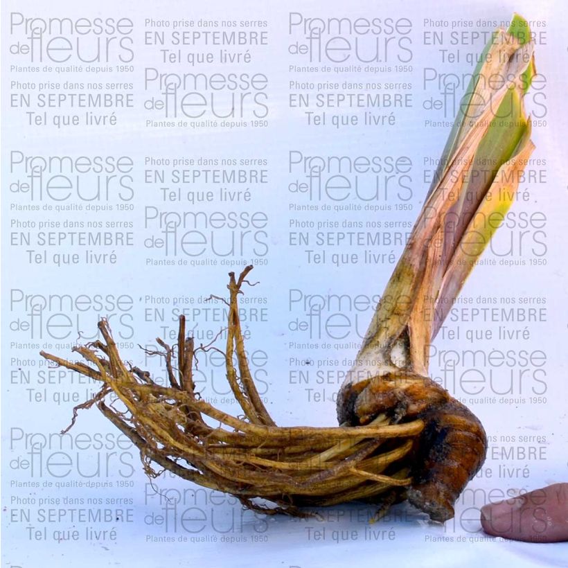 Exemple de spécimen de Iris germanica Anything Goes Rhizome ou godet tel que livré