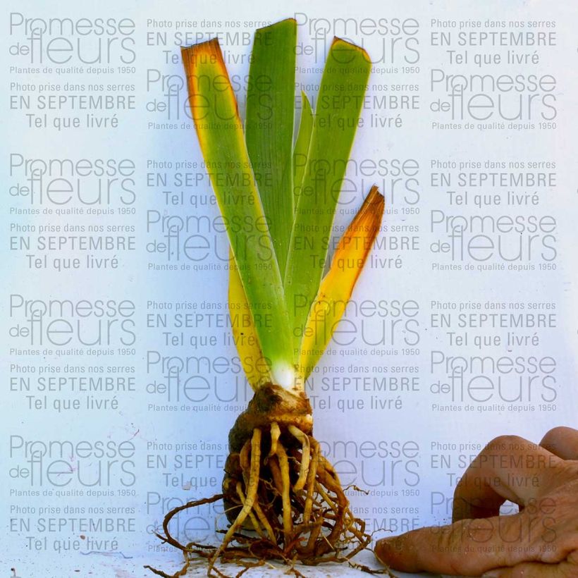 Exemple de spécimen de Iris germanica Big Dipper godet 8/9cm tel que livré