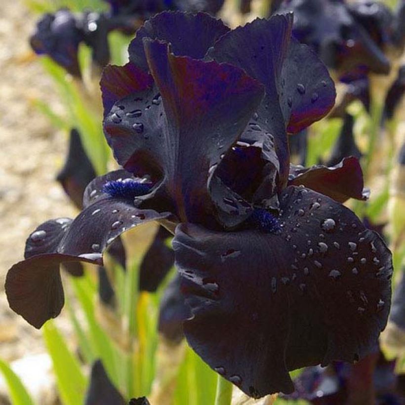 Iris germanica Black Suited (Floraison)