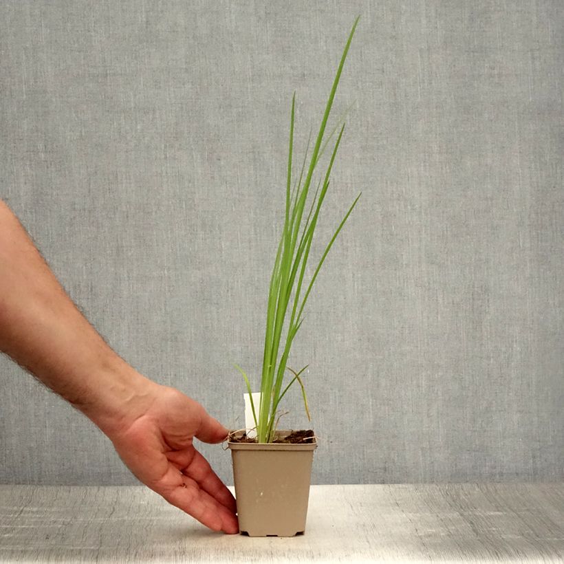 Spécimen de Iris bulleyana Godet de 8/9 cm tel que livré en été
