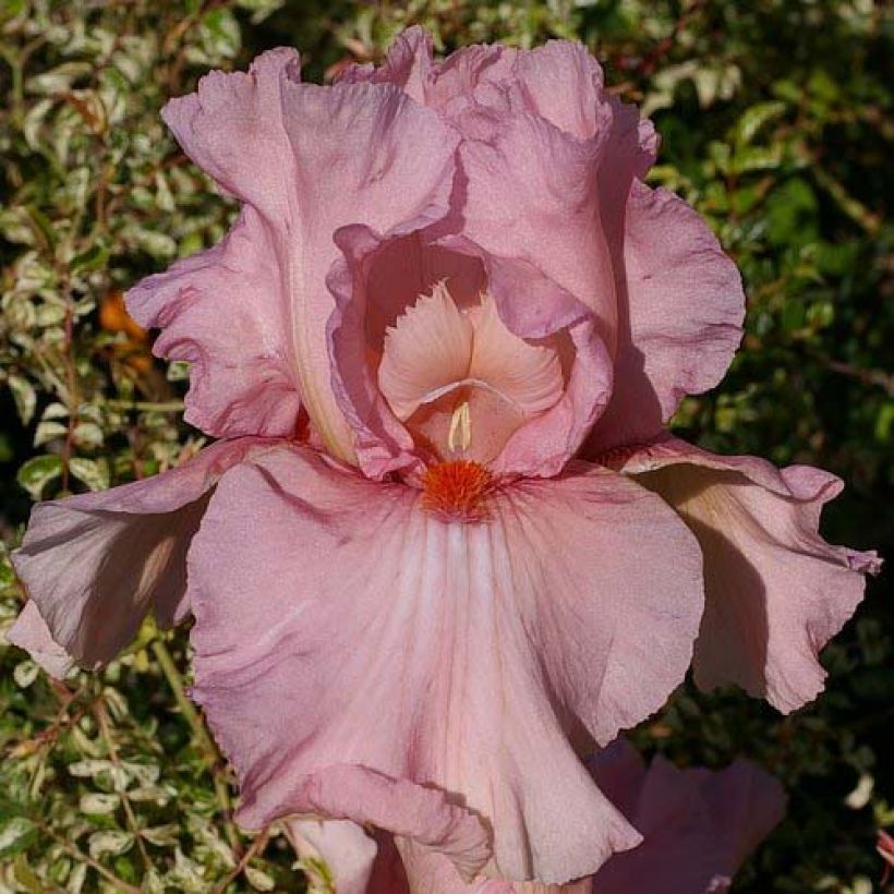 Iris germanica Caprice de Star (Floraison)
