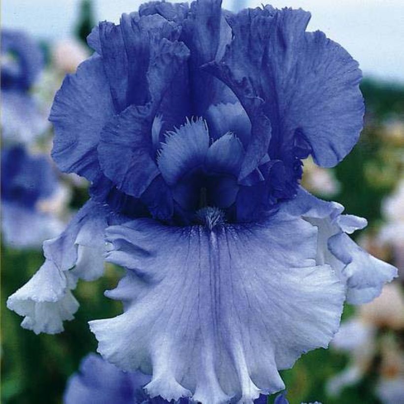 Iris germanica Cascade Springs (Floraison)
