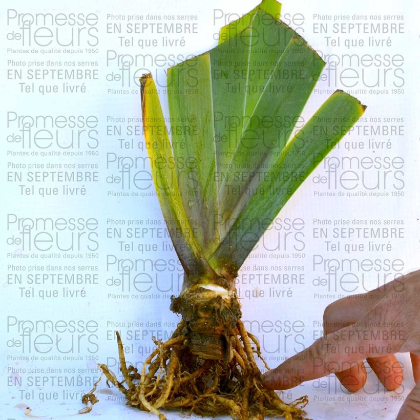 Exemple de spécimen de Iris germanica Cascade Springs Rhizome tel que livré
