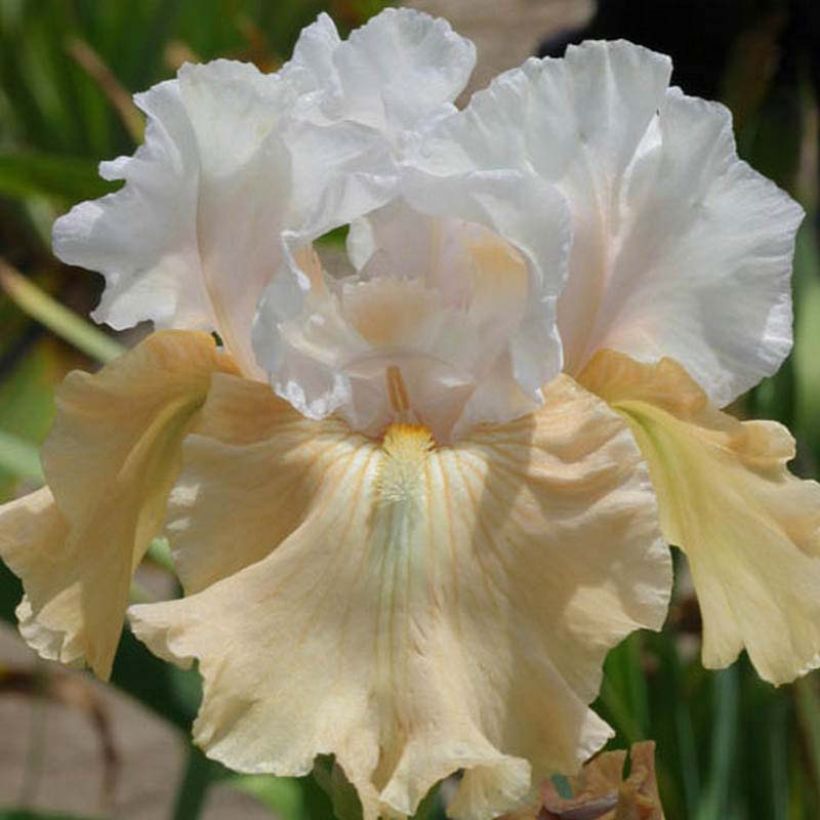 Iris germanica Champagne Frost (Floraison)