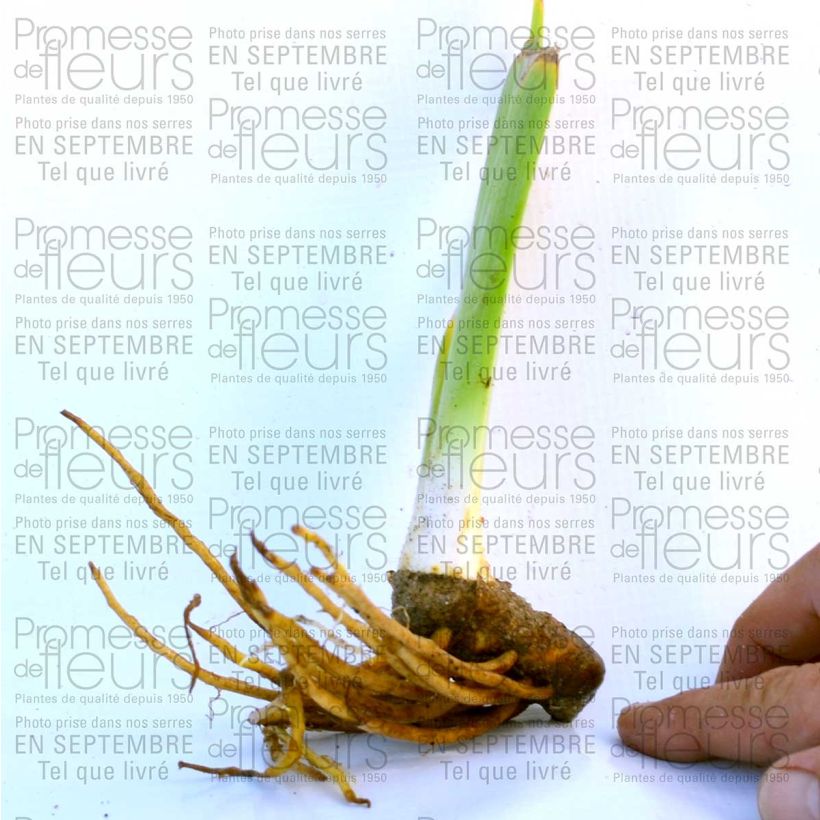 Exemple de spécimen de Iris germanica Champagne Frost tel que livré