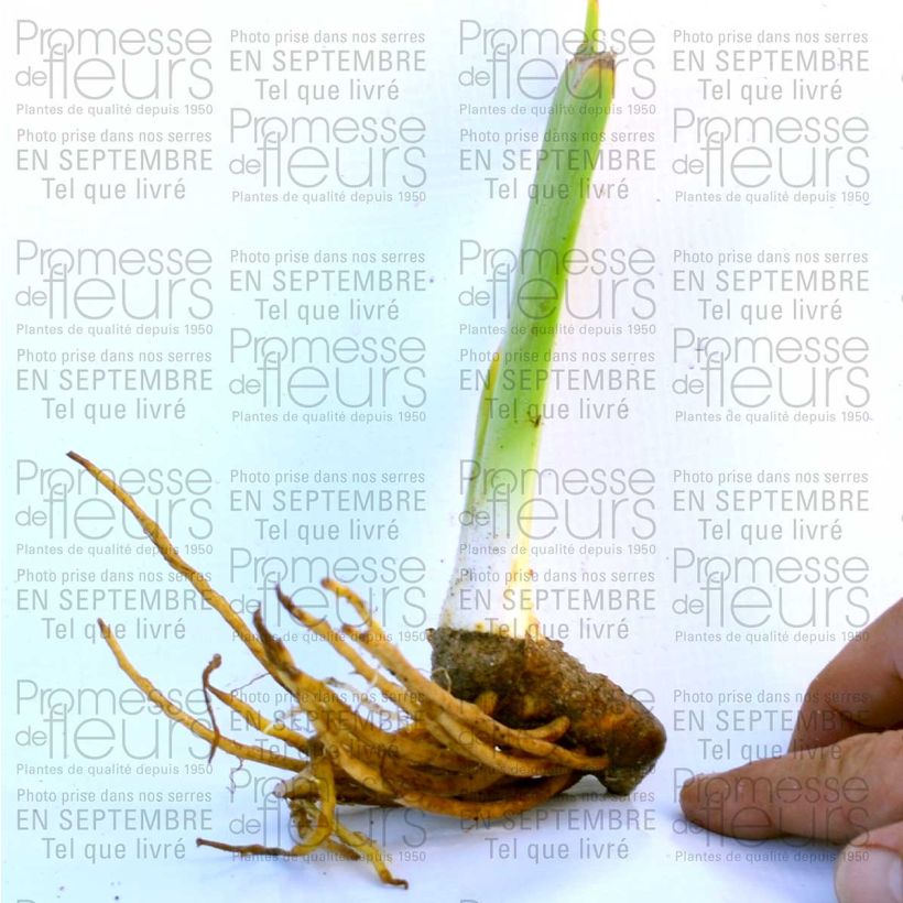 Exemple de spécimen de Iris germanica Champagne Frost Rhizome ou godet tel que livré