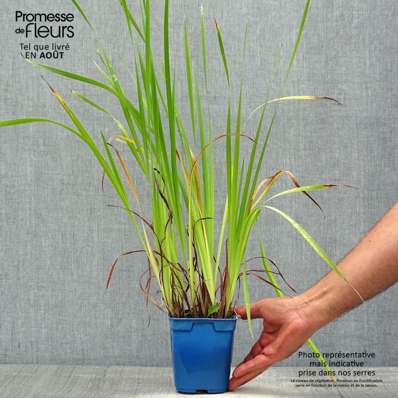 Spécimen de Iris de Sibérie - Iris sibirica Caesar's Brother Pot de 1L/1,5L tel que livré en été