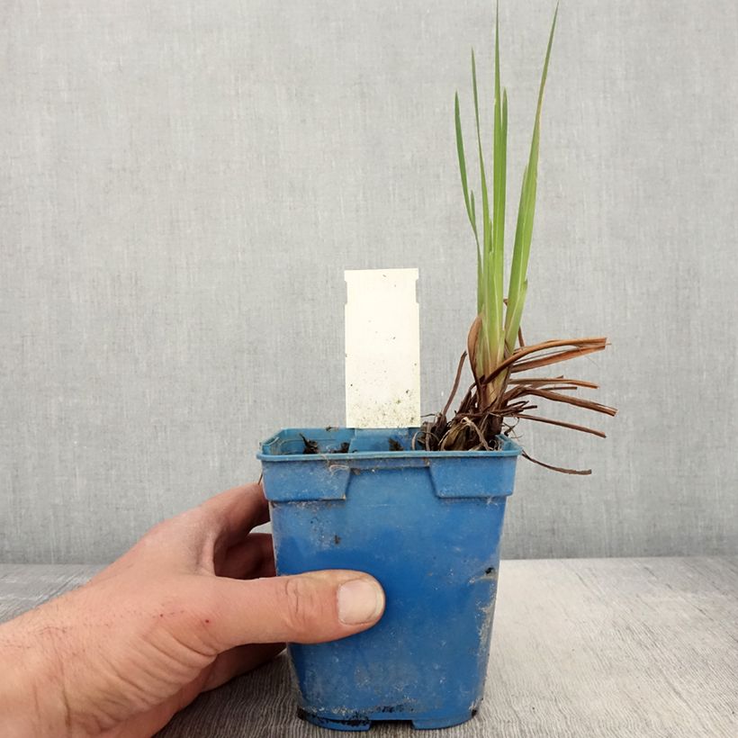 Spécimen de Iris de Sibérie - Iris sibirica Caesar's Brother - Pot de 1L/1.5L tel que livré au printemps