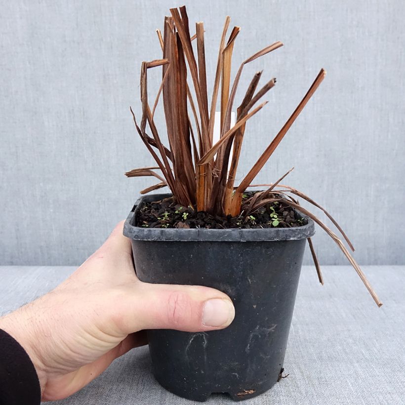 Spécimen de Iris de Sibérie - Iris sibirica Double Standard Pot de 1,5L/2L tel que livré en hiver