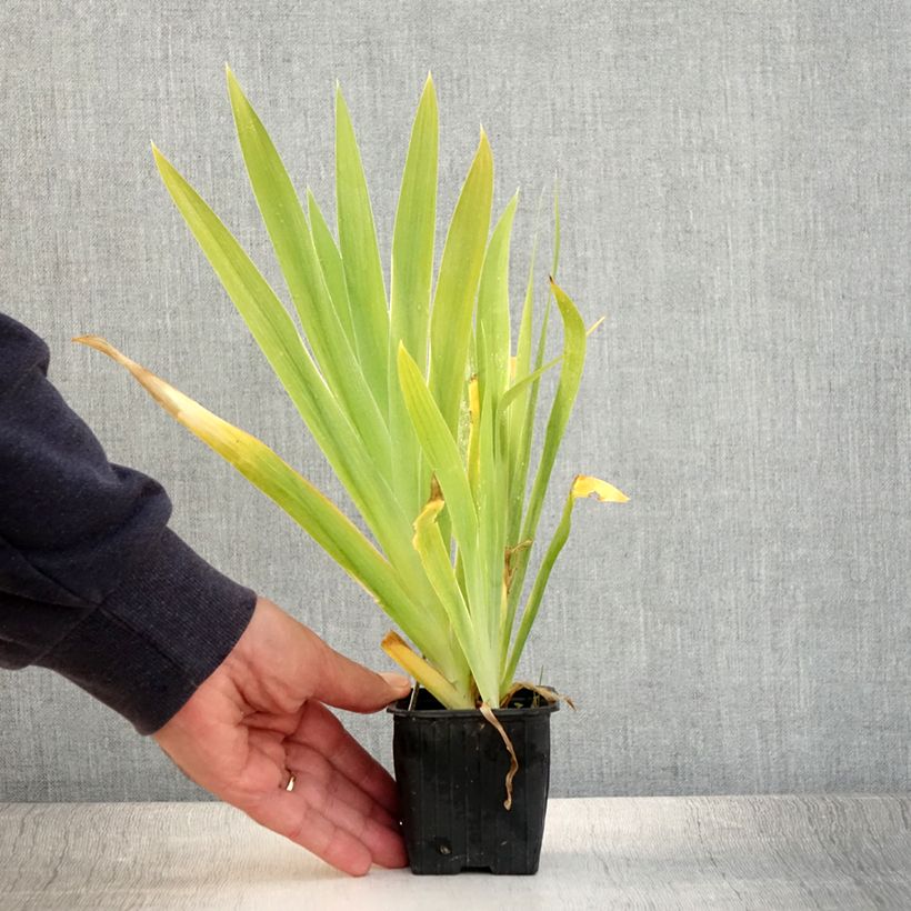 Spécimen de Iris domestica - Belamcanda chinensis - Iris tigré  Godet de 8/9 cm tel que livré en été
