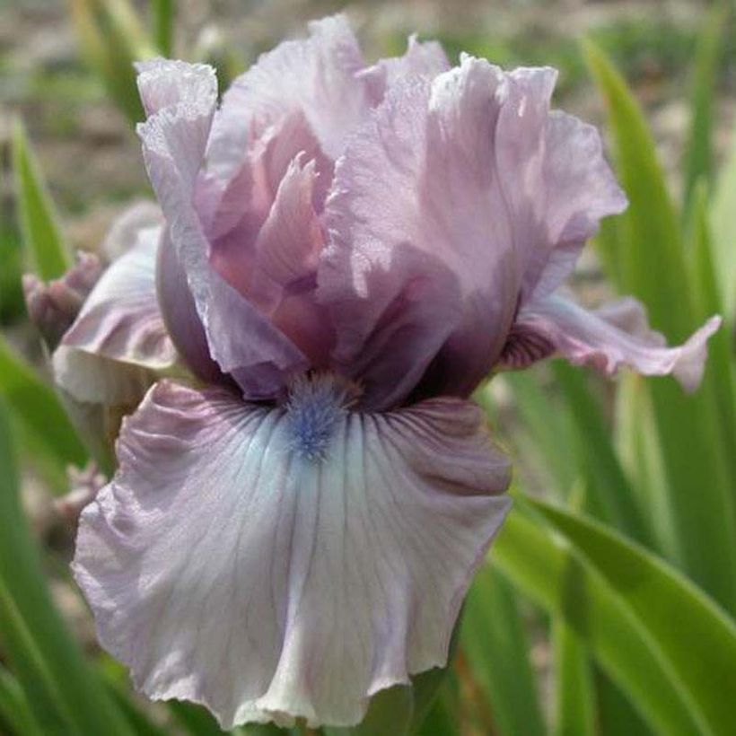Iris germanica Donegal - Iris des Jardins intermédiaire. (Floraison)